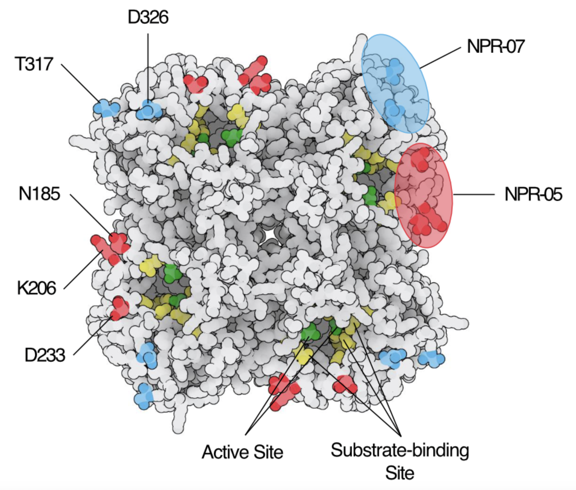 Influenza neuraminidase NA