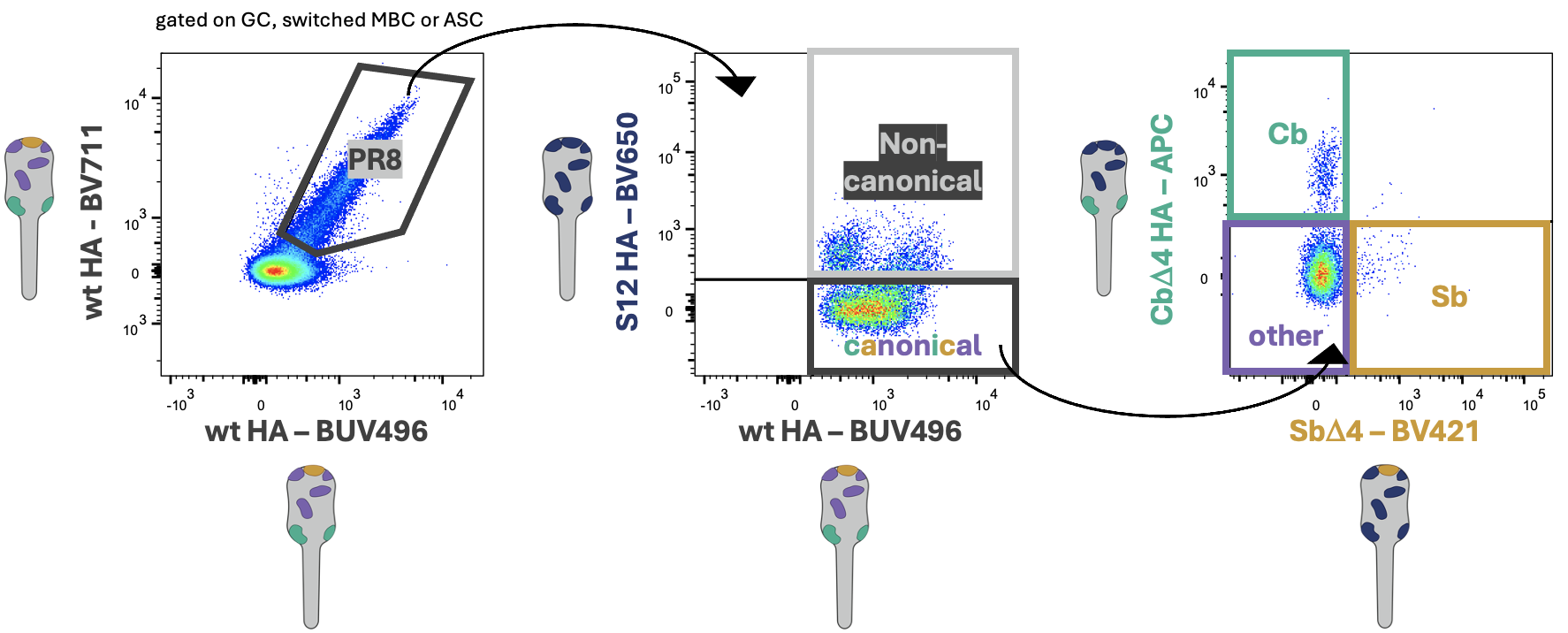 Antigenic Site Specificity